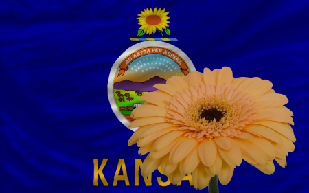 gerbera daisy flower and flag of us state of kansas as concept and symbol of love, beauty, innocence, and positive emotionsの写真素材