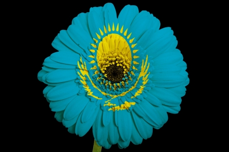 gerbera daisy flower in colorsnational flag of kazakhstanon black background as concept and symbol of love, beauty, innocence, and positive emotionsの写真素材