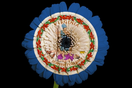 gerbera daisy flower in colorsflag of us state of virginiaon black background as concept and symbol of love, beauty, innocence, and positive emotionsの写真素材