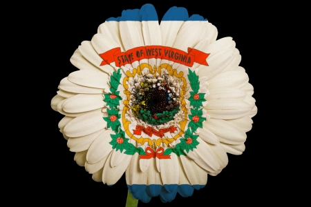 gerbera daisy flower in colorsflag of us state of west virginiaon black background as concept and...