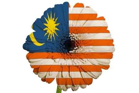 gerbera daisy flower in colors national flag of malaysia on white background as concept and symbol of love, beauty, innocence, and positive emotionsの写真素材