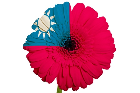 gerbera daisy flower in colors national flag of taiwan on white background as concept and symbol of love, beauty, innocence, and positive emotionsの写真素材