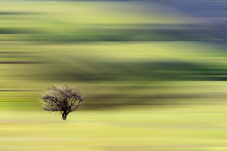 lonely tree on abstract with motion effectの写真素材