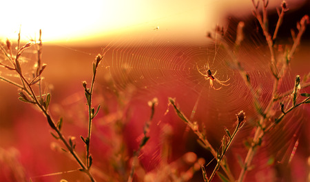 spider weaves web, summer sunny landscape