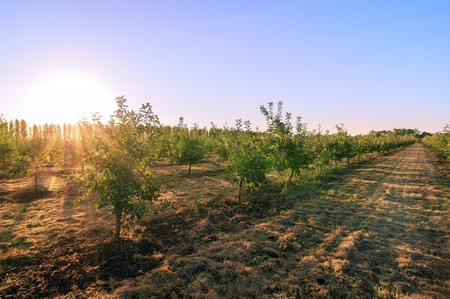 apple tree alley on sunset, natural summer の写真素材