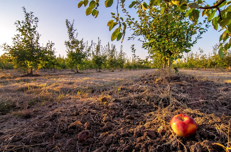 ripe red apple under the treeの写真素材