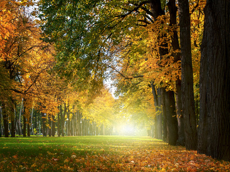 Beautiful  romantic alley in a park with colorful trees, autumn landscapeの写真素材