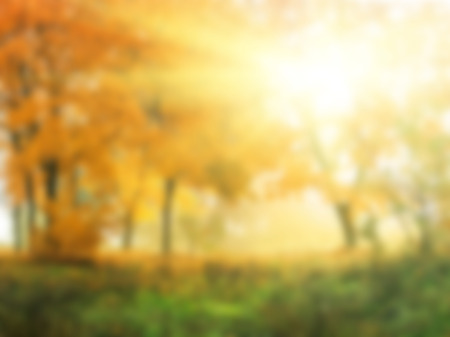 abstract natural ,autumn in sunny forestの写真素材