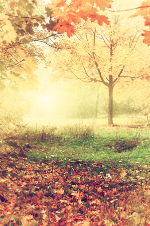 colorful autumn landscape with yellow trees and falling leavesの写真素材