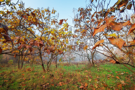 autumn in foggy forestの写真素材