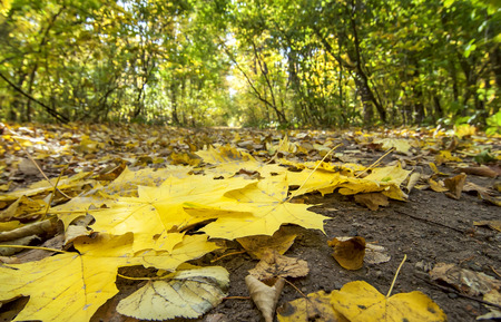 falling colorful leaves on the ground, natural autumn の写真素材
