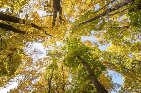 colorful tree branches in sunny forest, autumn natural の写真素材