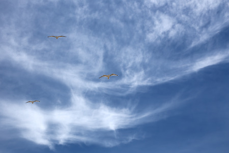 three seagulls flying on beautiful cloudy sky