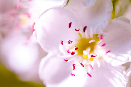 spring flowersの写真素材