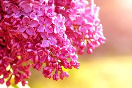 spring lilac flowersの写真素材