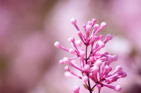 spring flowersの写真素材