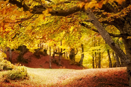 sunny autumn forest