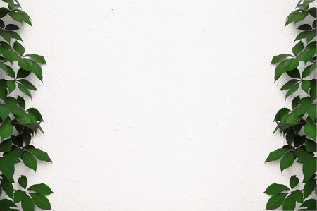 green leaves on white wall.の写真素材