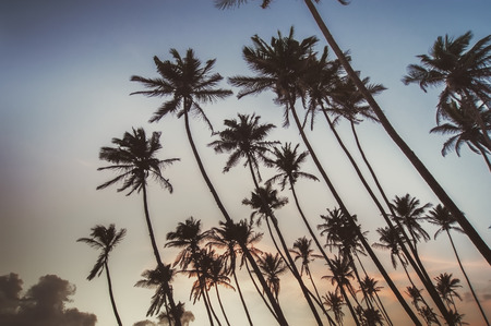 ocean beach on sunset with row palms on horizon.の写真素材