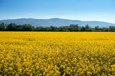 field of yellow flowers. summer landscape