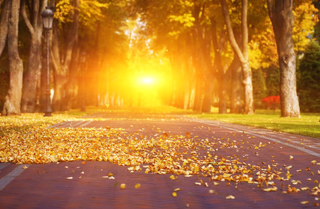 autumn alleyの写真素材