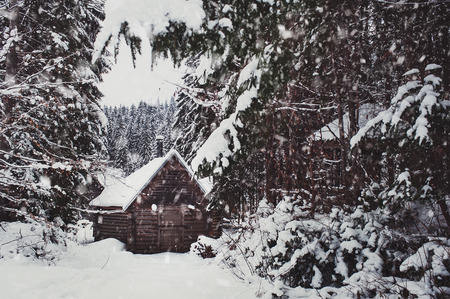 winter forestの写真素材