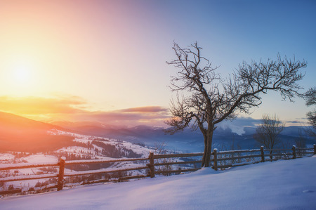 beautiful winter landscape with tree and mountain viewの写真素材