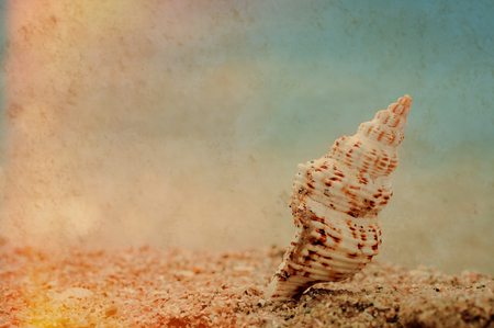 shell on sandy beachの写真素材
