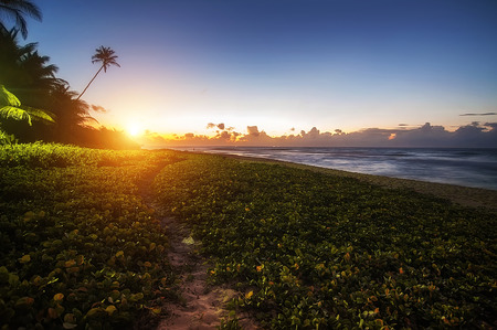 ocean beach on sunset with row palms on horizon.の写真素材