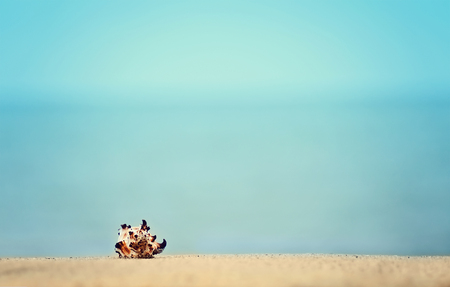 summer background. seashell on sandy beachの写真素材