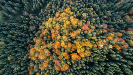 amazing aerial view of colorful autumn trees (forest) in mountaines. drone shot.の写真素材