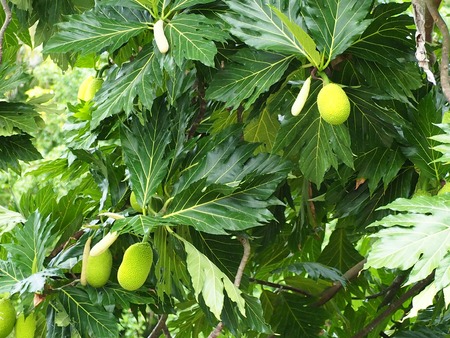 Breadfruit tree