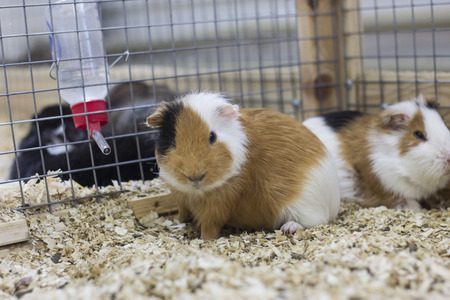 guinea pigs