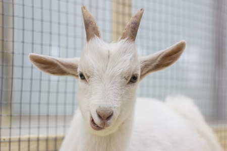 White goatの写真素材