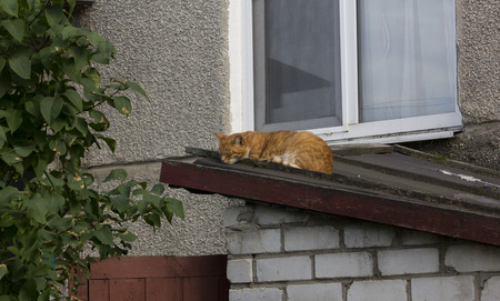 The cat rests on the roofの写真素材