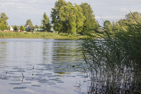 Water lilies and a trot on the riverの写真素材
