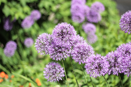 purple flowersの写真素材