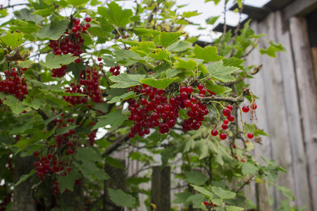 Red currant on a branch in the gardenの写真素材