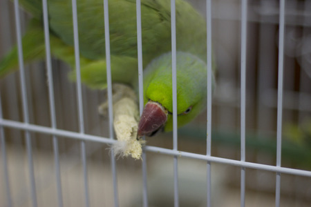 A green parrot bites a stickの写真素材