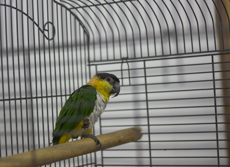 A yellow-green parrot is sitting on a stickの写真素材