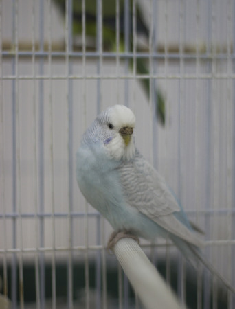 A white and blue parrot is sitting in a cage