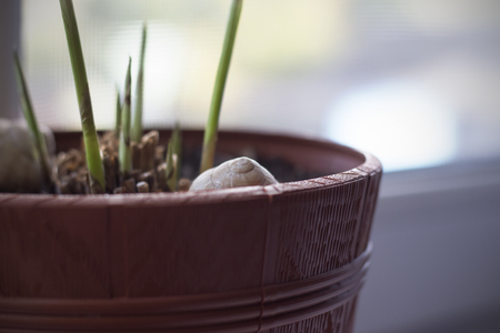 White cockleshell in a pot with a flowerの写真素材