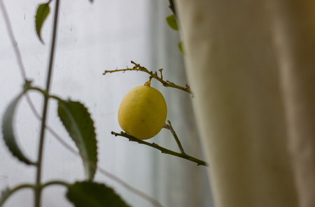 Yellow lemon on a branchの写真素材