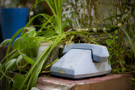Old phone and house plantsの写真素材