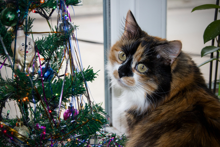 Three-colored cat lies near the New Year's treeの写真素材