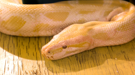 The yellow big boa constrictor in the terrarium