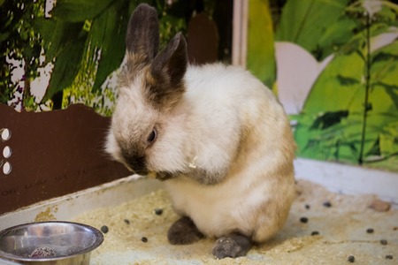 White rabbit with black ears is washingの写真素材