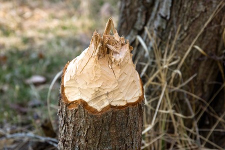 A tree poked by a beaver on a background of a dry yellow grassの写真素材