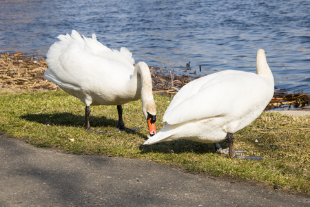 Two white swans on the shore eating a roll, springの写真素材