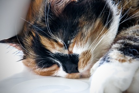Head of a three-colored cat close-up, a pet asleep on a windowsillの写真素材